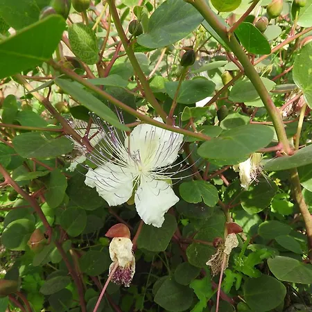 Nocleg ze śniadaniem Casa Schmidt
